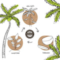 Palmware biodegradable palm leaf tableware and compostable products surrounded by tropical palm leaves illustration.